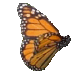 monarch butterfly